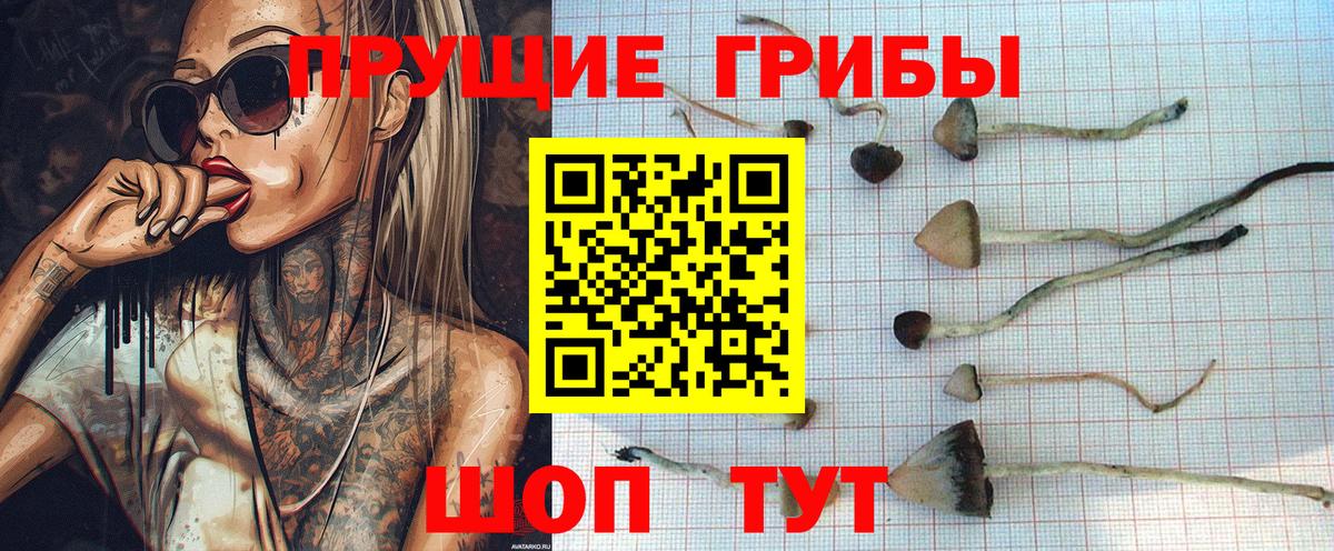 Псилоцибиновые грибы Psilocybe  Алейск 